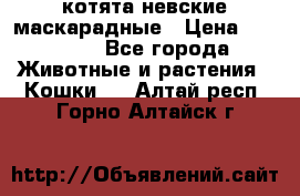 котята невские маскарадные › Цена ­ 18 000 - Все города Животные и растения » Кошки   . Алтай респ.,Горно-Алтайск г.